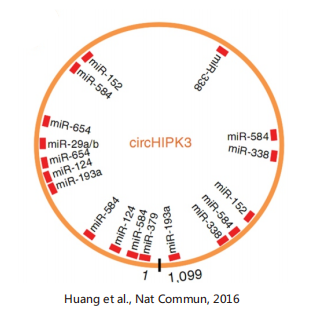 circRNA数据分析